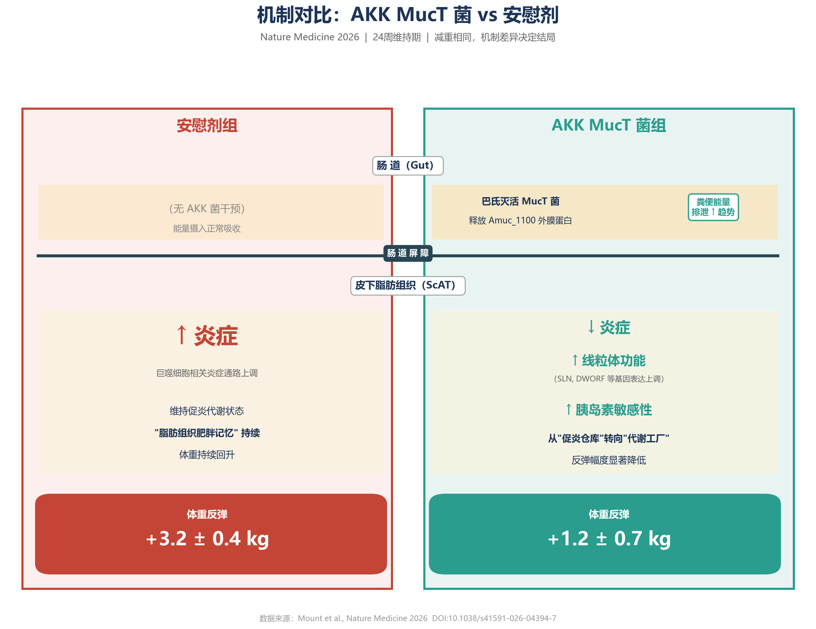 图片展示了AKK MucT菌组与安慰剂组在减重维持期的机制对比。安慰剂组（无AKK菌干预）肠道中无AKK菌，皮下脂肪组织中炎症、线粒体功能、胰岛素敏感性等指标均下降，体重反弹3.2 ± 0.4 kg。AKK MucT菌组肠道中存在巴氏灭活MucT菌，释放Anmurc_1100外膜蛋白，皮下脂肪组织中炎症、线粒体功能、胰岛素敏感性等指标改善，体重反弹1.2 ± 0.7 kg。该图与上下文内容紧密相关，直观呈现了两组在减重维持期的差异机制。