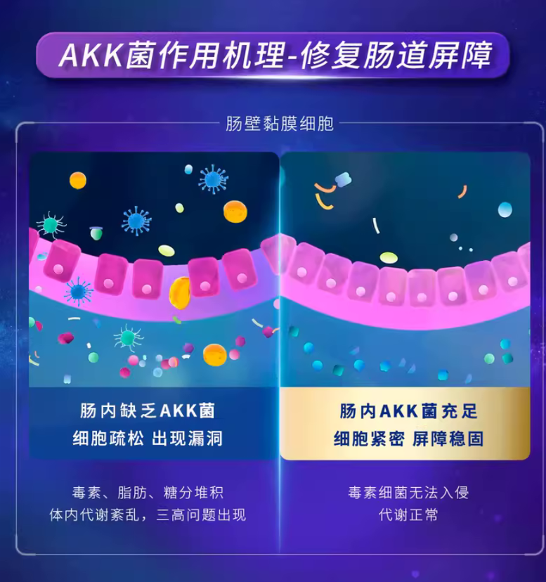 AKK菌作用机理-修复肠道屏障