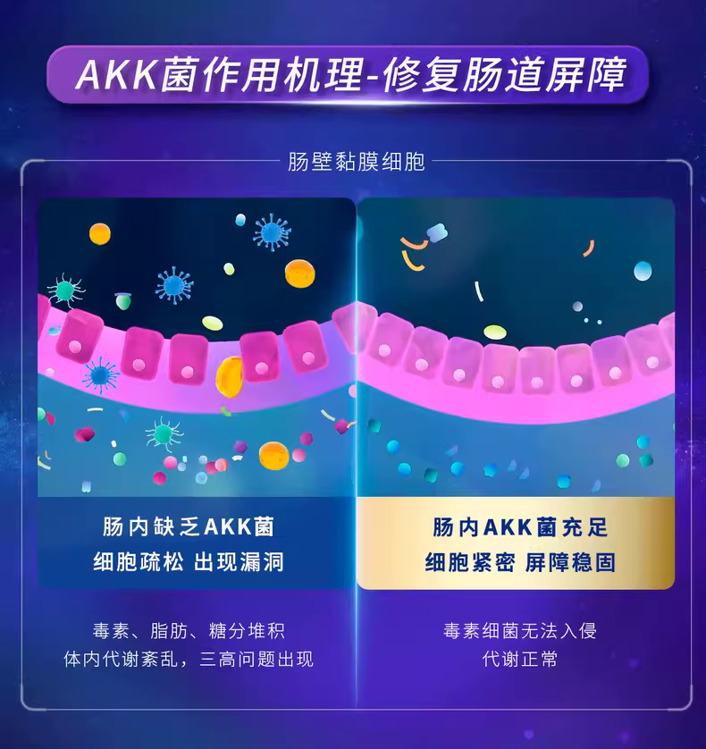AKK菌作用机理-修复肠道屏障