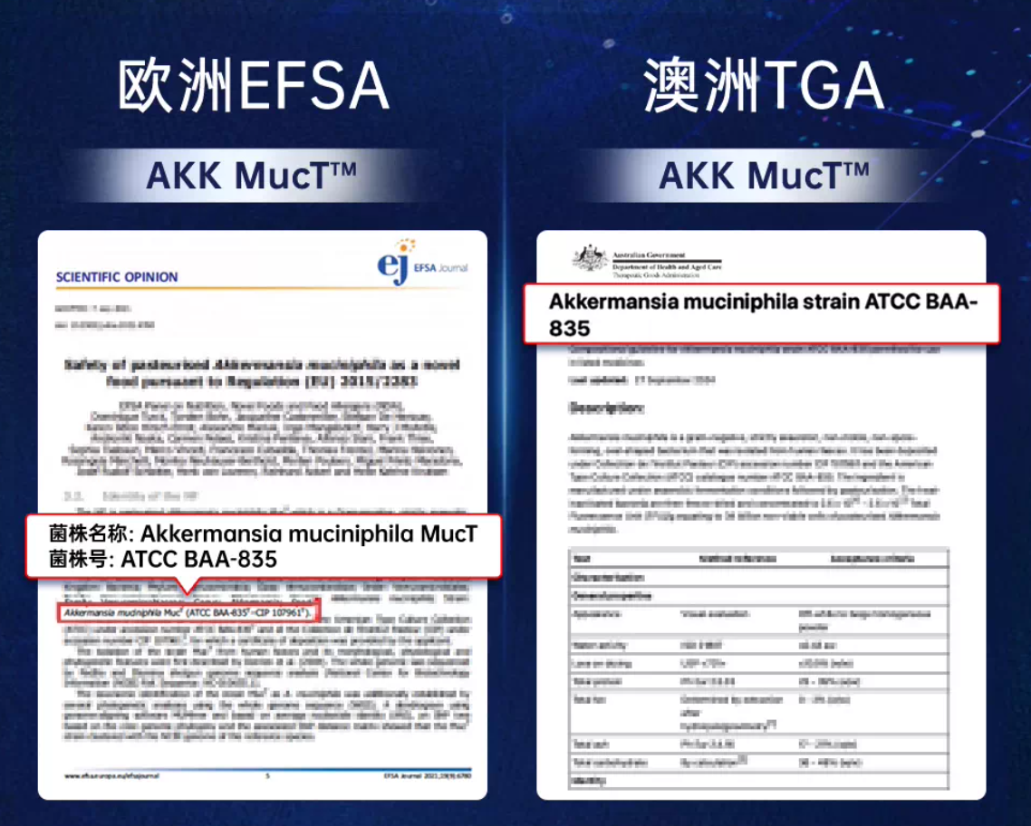 这张图片展示了AKK MucT™菌株获得的两项权威监管认证文件，分别为欧洲EFSA与澳洲TGA的认证资料。左侧是欧洲EFSA发布的科学意见文件，用红框重点标注了菌株名称及编号：Akkermansia muciniphila MucT、ATCC BAA-835；右侧是澳洲TGA的相关认证文件，同样红框标注了该菌株的名称为Akkermansia muciniphila strain ATCC BAA-835，与文档中AKK MucT™菌株的认证信息完全对应，直观呈现了该菌株获得的国际权威监管机构认证成果。