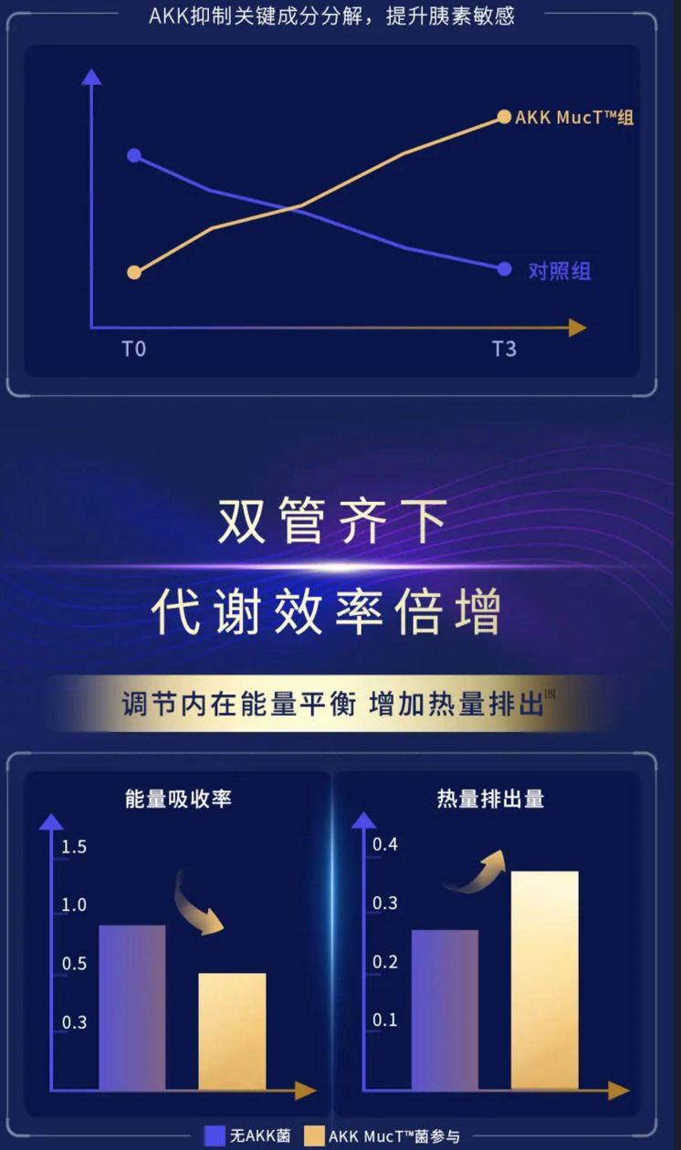 这是与AKK菌相关的代谢实验数据图，上方折线图显示，从时间点T0到T3，AKK MucT™组的数值呈上升趋势，对照组的数值呈下降趋势，直观体现该菌对提升代谢相关状态的作用。下方为两个柱状对比图，左侧展示能量吸收率，无AKK菌时能量吸收率较高，加入AKK MucT™菌参与后能量吸收率降低；右侧展示热量排出量，加入AKK MucT™菌后热量排出量明显提升，整体对应文档中补充AKK MucT™可调节能量平衡、增加热量排出的核心内容。